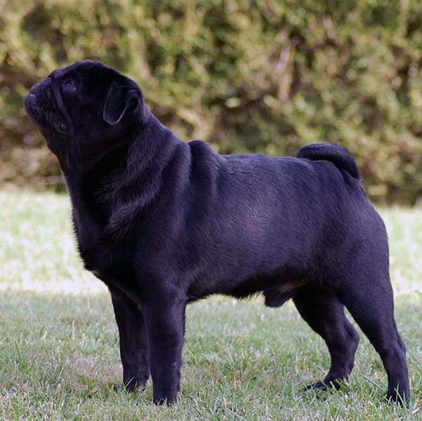 Earl Black Muffin dei Monti del Keraton Earl Black Muffin dei Monti del Keraton